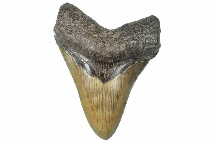 Colorful, Fossil Megalodon Tooth - South Carolina #310417